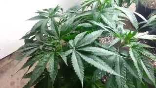 Update: dte genetics