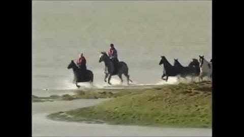 Saving Horses Redding paarden van Marrum Versie Jack Full Live