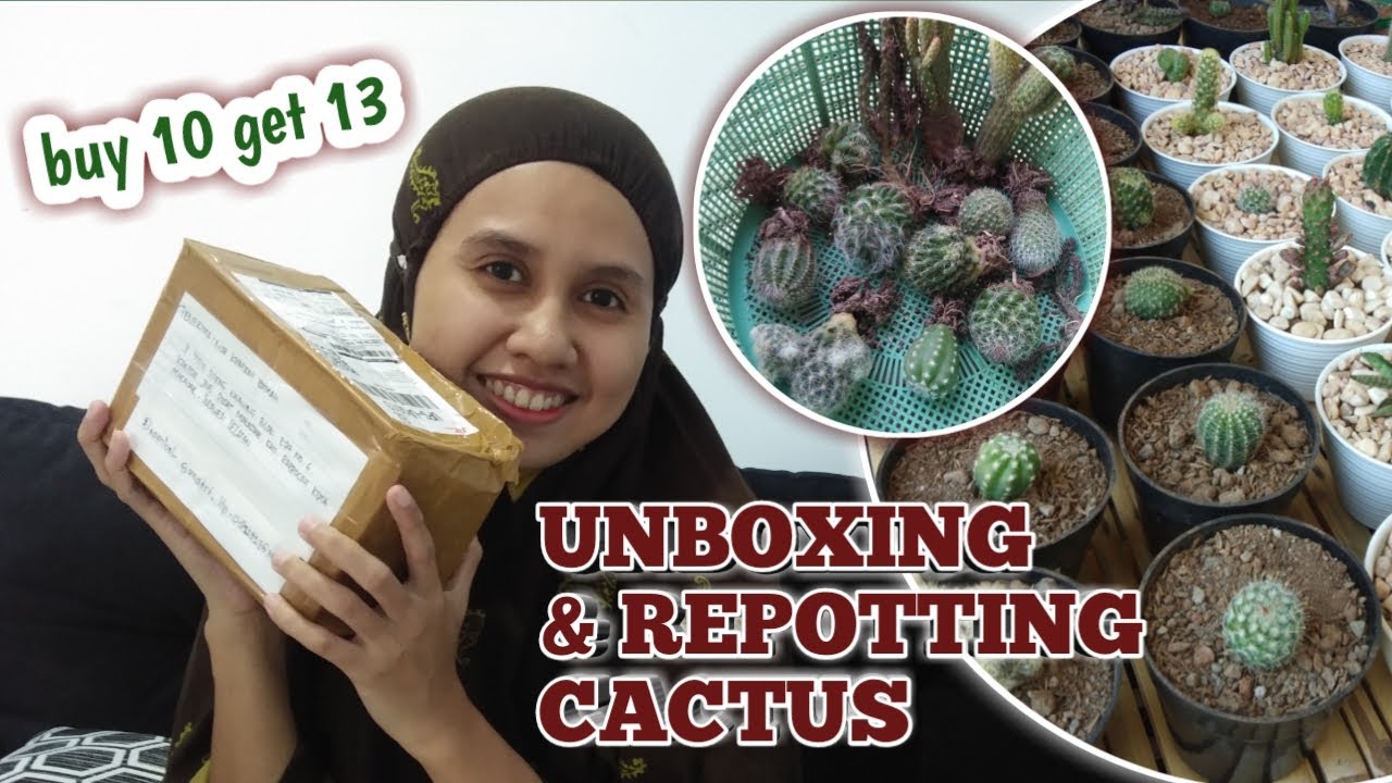 PLANT HAUL - UNBOXING & REPOTTING CACTUS || BUY 10 GET 13
