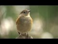 雨に打たれるルリビタキさんメス A Red-flanked bluetail in the rain (female)