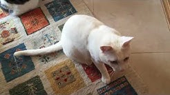 Kuruneko0214 Youtube