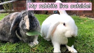 My Outdoor Rabbit Routine