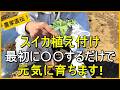 【スイカ栽培】病気を防ぐ苗の植え方のコツを解説【有機農家直伝！無農薬で育てる家庭菜園】　26/4/18