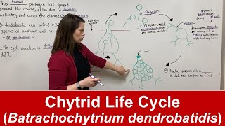 Chytrid Fungus Life Cycle (Batrachochytrium dendrobatidis)