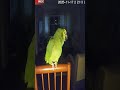 The doorman bird #parrot #parrots #birds #bird #doorman #funny #funnyparrots #talkingparrot #meme