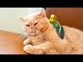 Говорящий попугай любит приставать к коту