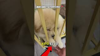 ¿Por qué los perros patean el suelo después de hacer popó? 🐶💩 #shorts #eduardokingman #latinartist