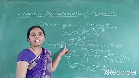 II PU REGULAR TOPIC: MOLECULAR BASIS OF INHERITANCE PART-7