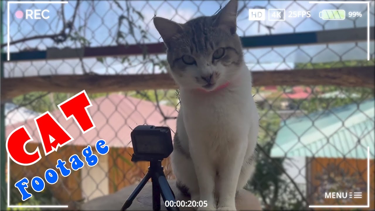 Cute Cat React With Camera Gopro Cat Island YouTube