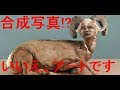 【閲覧注意】驚きの奇形!?動物人間アート【グロ注意】