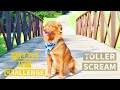 Nova scotia duck tolling retriever- About the breed- Toller scream- Leave it challenge