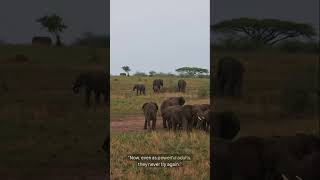 Full The Elephant Rope - Limiting Beliefs - MWisdom Story News