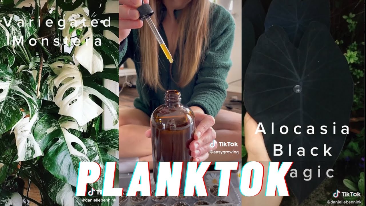 planttok/gardening tiktoks Plant TikTok Compilation 🌱 YouTube