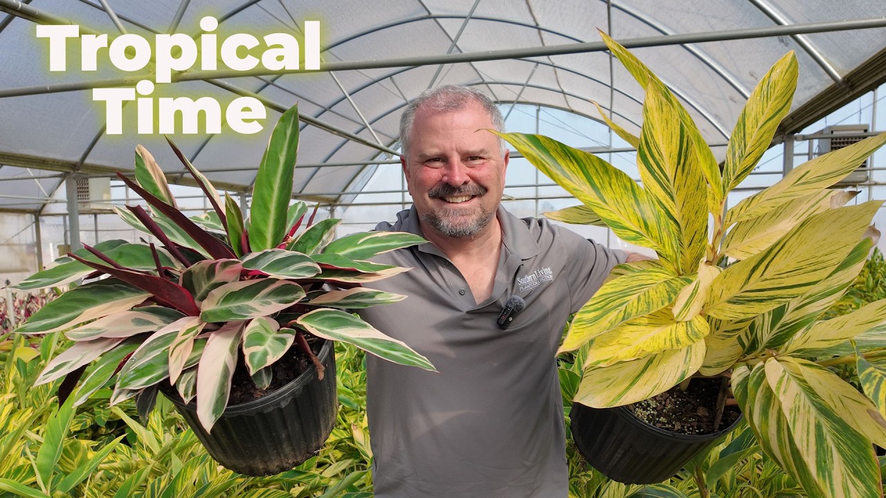 Creating a Tropical Paradise - 25 Plus Tropical Plants