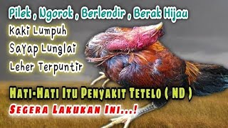 Jangan Panik‼️Cara Ampuh Mengatasi Ayam Sakit Tetelo / Newcastle Disease (ND)