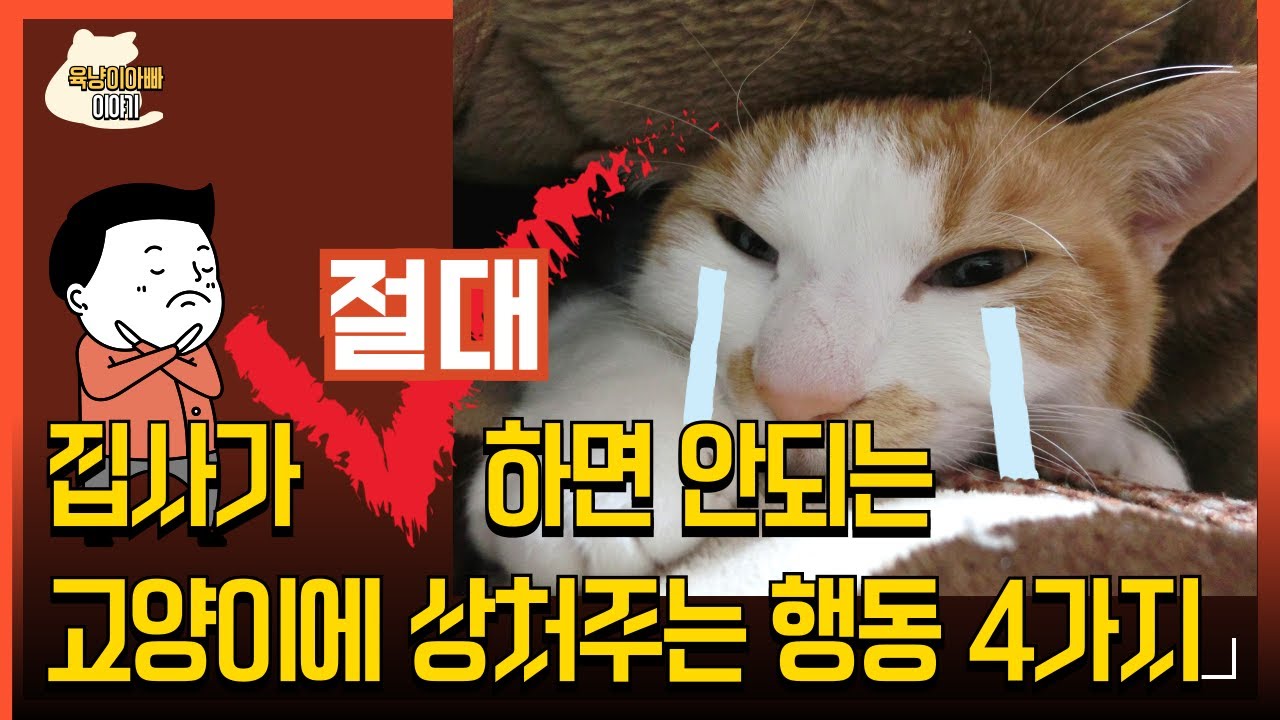 이것 모르면 고양이 절대 키우지 마세요
