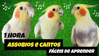 1 Hora de ASSOBIOS, CANTOS e SONS de CALOPSITAS: Fácil de Ensinar para sua CALOPSITA! 🎶🦜