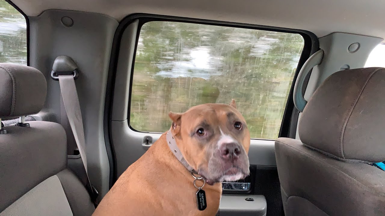 Live with Capone The Bully