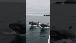 Two Humpback Whales Breach Simultaneously — Boat Captain Said He'd Never Seen It in 30 Years 🐋🐋