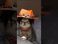 One piece Cats#onepiece #cats#strayashes