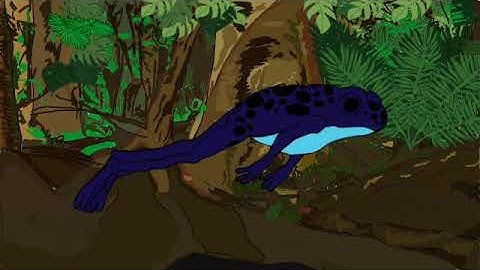 poison dart frog   SD 480p
