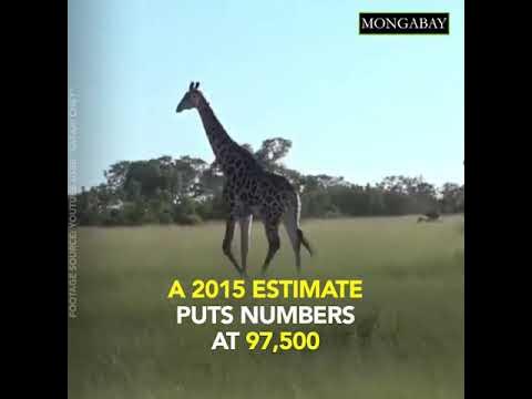 Lions cause giraffe population distress | Giraffe vs lion chase - YouTube