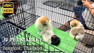 4K HDR| Walking Tour Chatuchak Market Pet Zone (JJ pet market) | July 2022 | Bangkok | Thailand