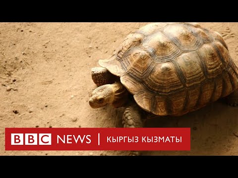 Video: Хамелеондорго кам көрүүнүн 3 жолу