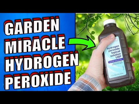 Hydrogen Peroxide: The Secret Weapon Against Fleas!