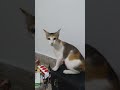Atrocities of my cat 🐈 (2018, Chennai)