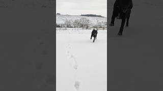 Волчара на прогулке 🤣 опасный #пес на природе в диких полях #собакен #doglover