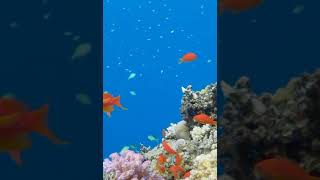 Красное море - аквариум природы #красноеморе #шармэльшейх #рыбки #природа #redsea #подводныймир