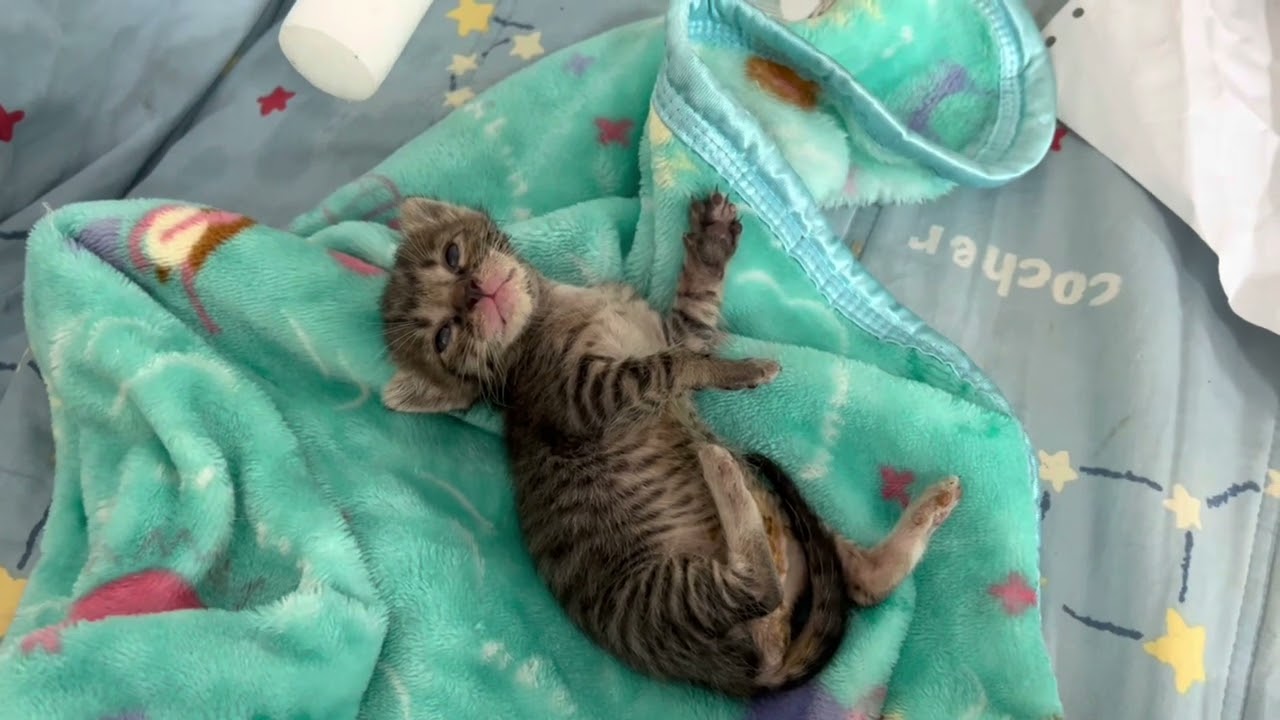 #เจอลูกแมว น่าสงสารมาก แมวใครเนี้ย 👇🏻👇🏻👇🏻