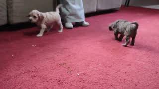 Cockapoo Puppies For Sale