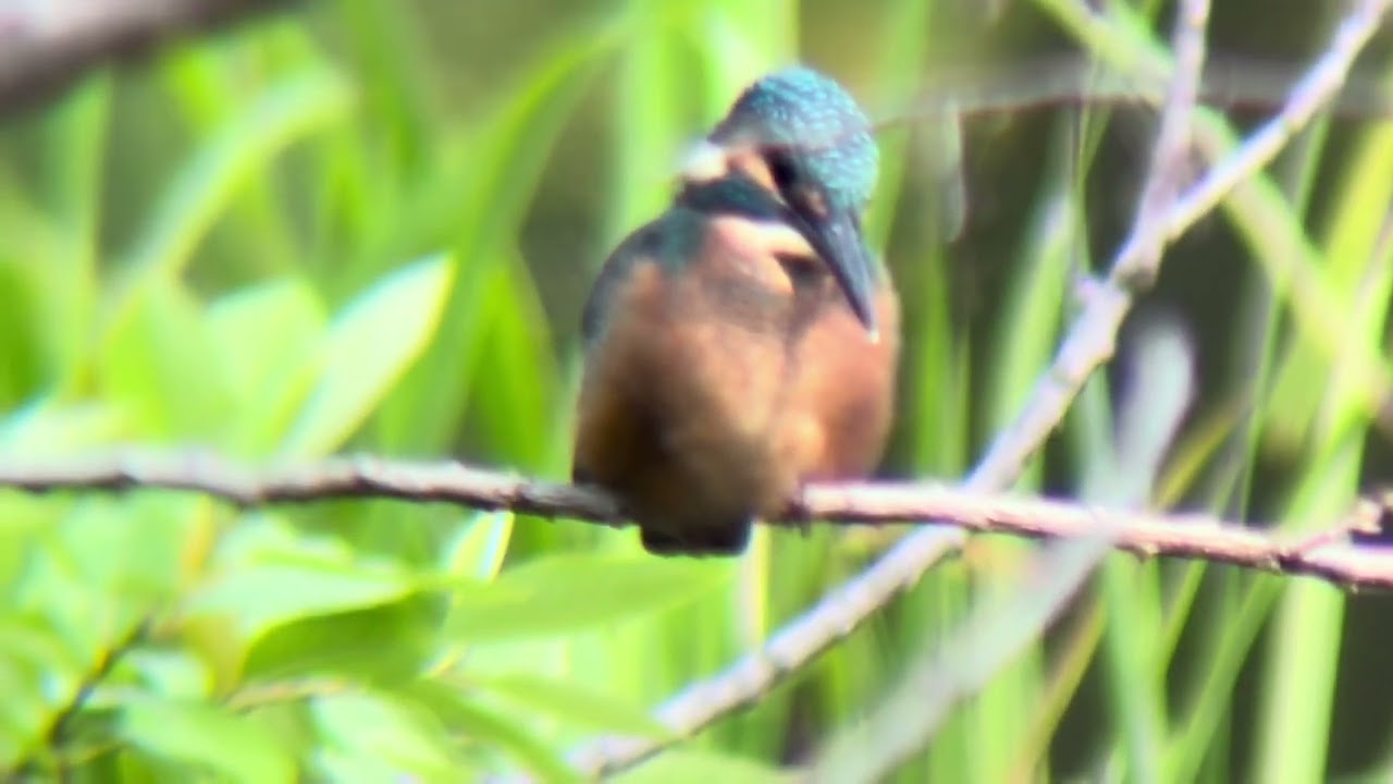 善福寺公園 カワセミ - YouTube