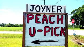 U Pick Peach Farm Lakeland Florida Joyner Farms |The Reina Team