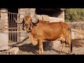 For Sale | Milking Gir Gau Dhan | 9913191340 ARYAMAN GIR GAUSHALA