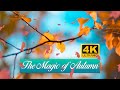 The Magic of Autumn 4K| A Relaxing video for stress-free Moment|Härnösand Sweden