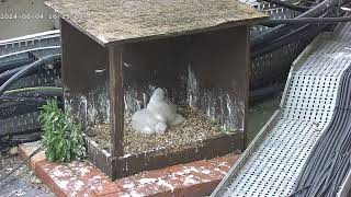 Peregrine falcons webcam 2024