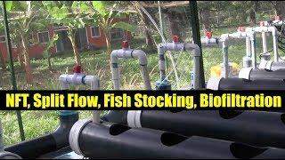 NFT, Split Flow, Fish Stocking, Biofiltration | ATAG