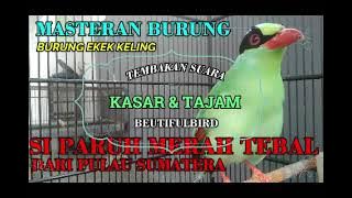 Download lagu MASTERAN BURUNG EKEK KELING ( KASAR DAN TAJAM ) SI PARUH MERAH TEBAL DARI PULAU SUMATERA
