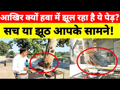 आखिर क्यों हवा में झूल रहा है ये पेड़? सच या झूठ आपके सामने! #haryana36live