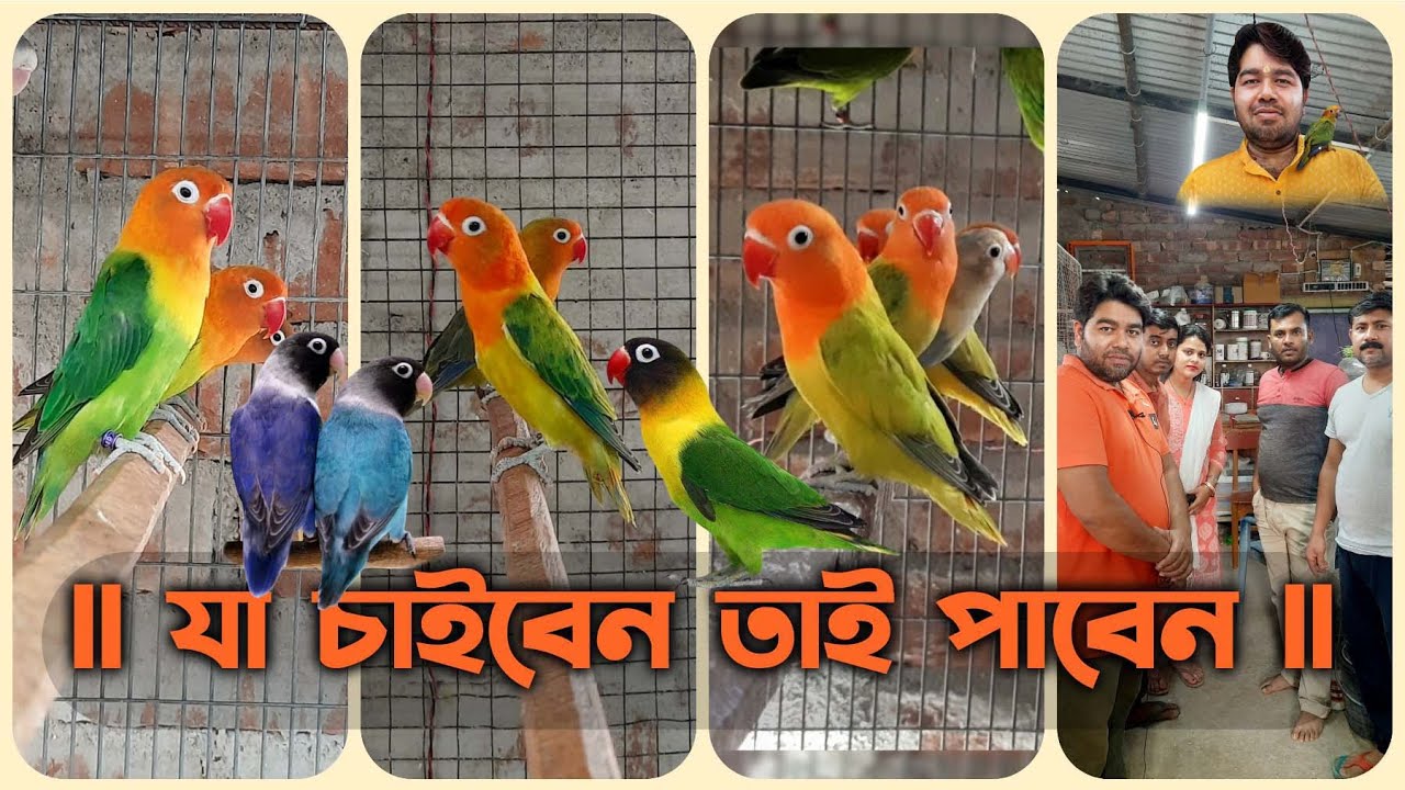  যা চাইবেন তাই পাবেন love birds for sale.. lovebird YouTube