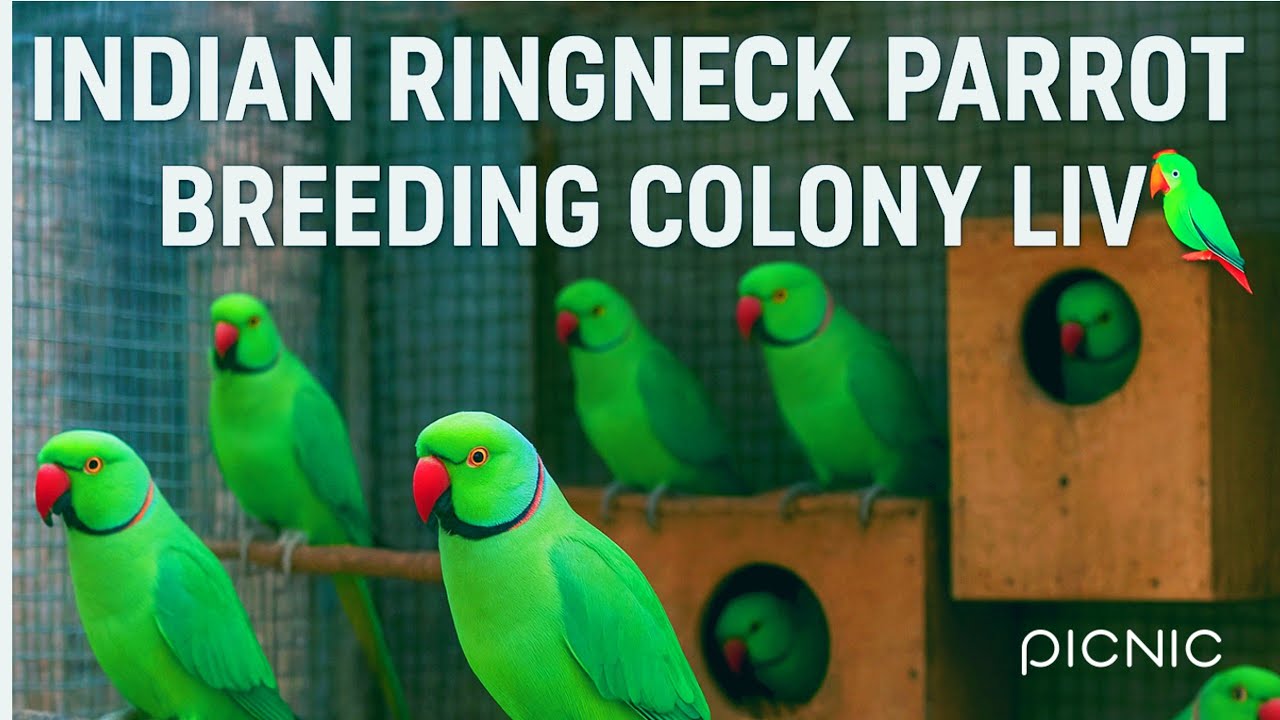 Indian Ringneck Parrot breeding colony live 🦜