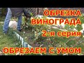 ч 2  ОБРЕЗКА ВИНОГРАДА осенью. 2-Я СЕРИЯ! Обрезаем с умом!