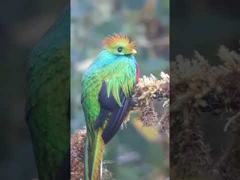 Videó: A Quetzals völgye Costa Ricában