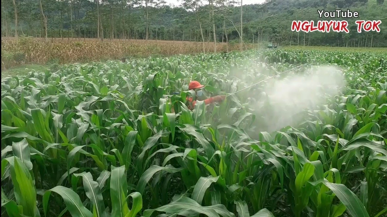 Ini Cara Pemupukan Atas/Daun Jagung,Dari Awal Sampai Menjelang Panen
