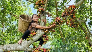 Harvest forest fruits, tomato garden goes to the market sell - Animal care | Ly Thi Tam