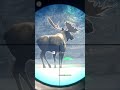 Foolish Moose Hunt on Medved Taiga 🦌