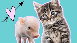 Emmett & Jez: Foster piglet & foster kitten are BFFs